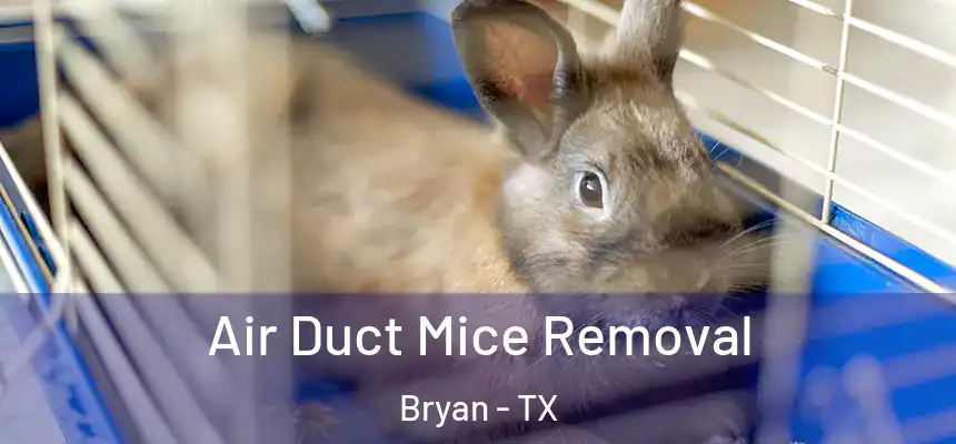  Air Duct Mice Removal Bryan - TX
